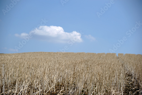 Vertrocknetes Getreidefeld   Ein abgeerntetes Getreidefeld mit vertrockneten Getreidest  ngeln