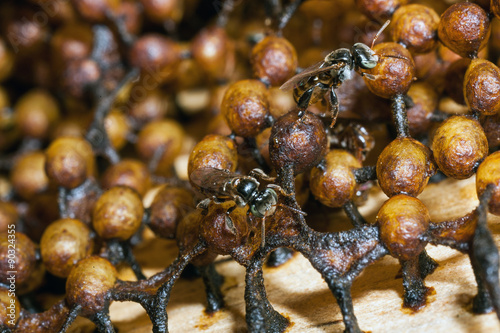 stingless bee closeup
