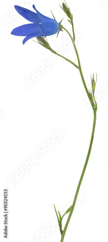 illustration with blue Spreading bellflower on white