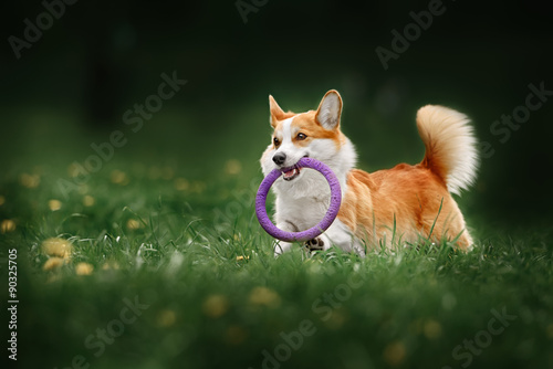 Pembroke welsh corgi dog running on the field with flowers