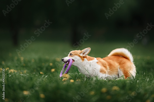 Pembroke welsh corgi dog running on the field with flowers