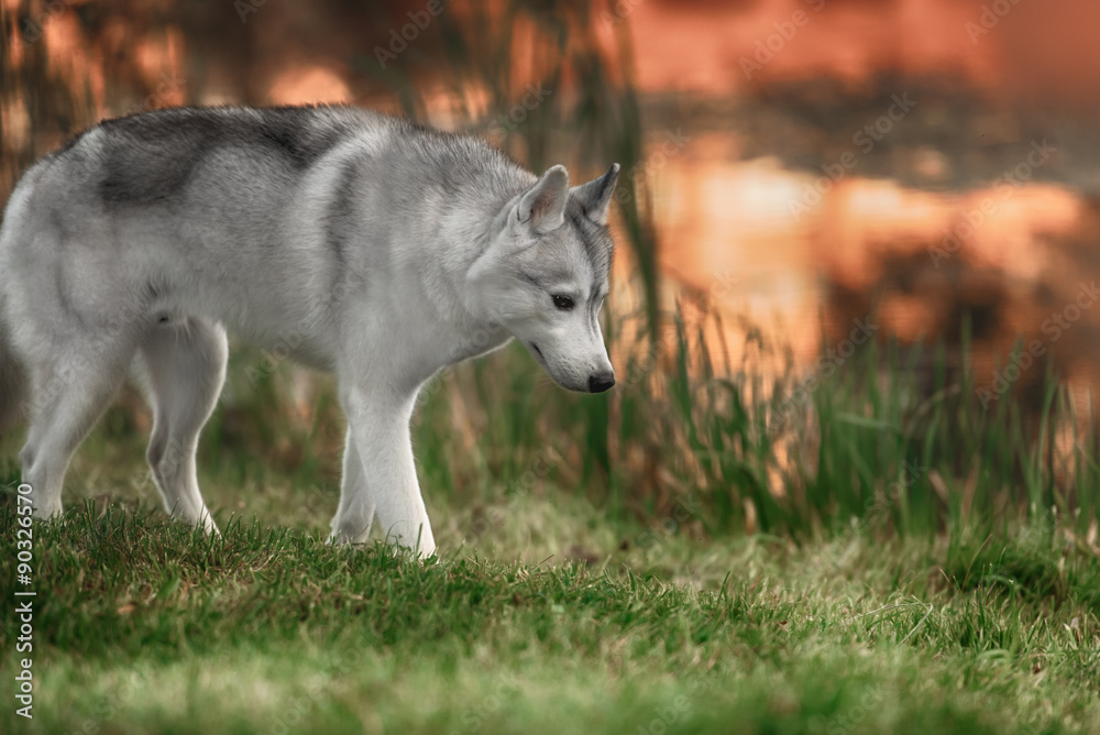 Fototapeta premium A husky wolf dog portrait
