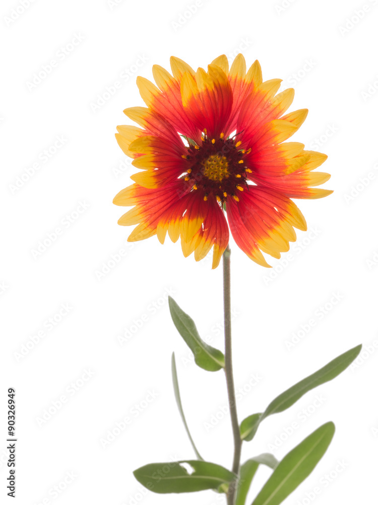 bright flower Gaillardia