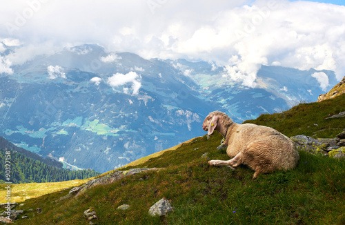 Alpejskie Owce w Edelhutte, mountain's sheep