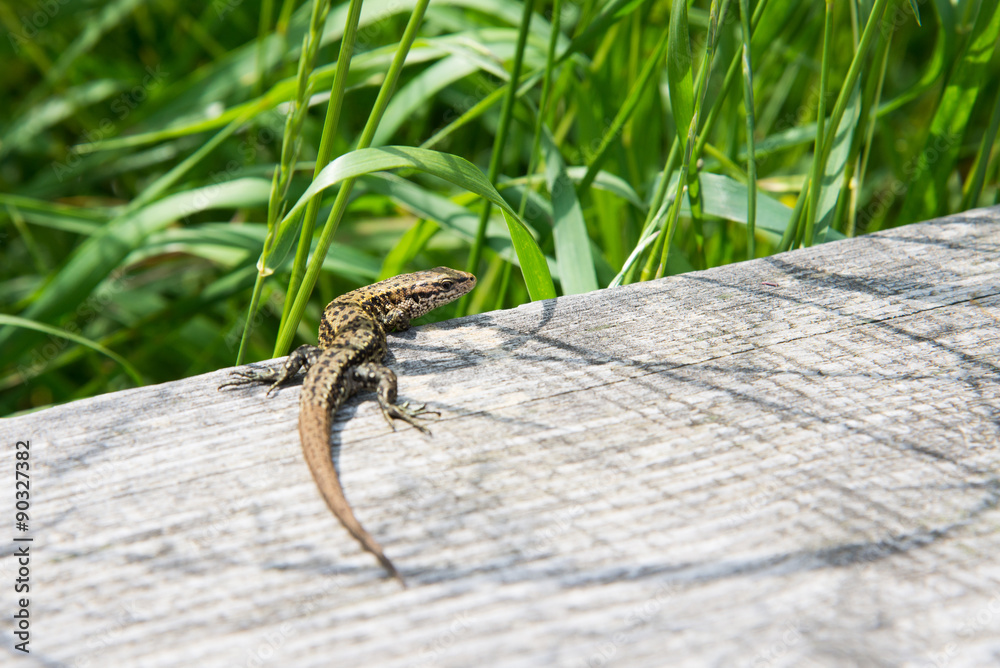 Obraz premium Lizard running on wood