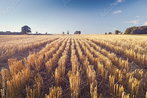 Golden Rows of Harvested Wheat Field