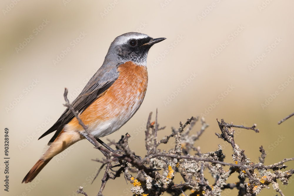 male common redstart male common redstart