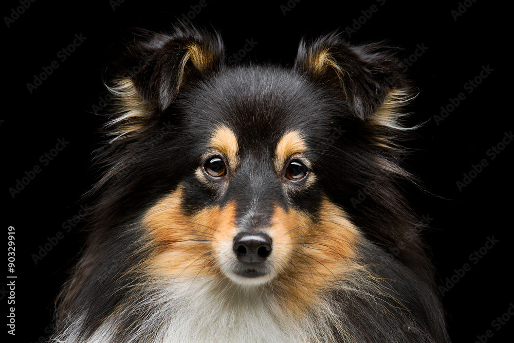 Sheltie dog