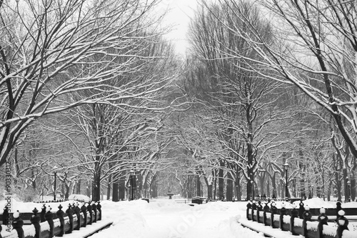 Central Park just off The Mall. Snow covered trees between snowstorms. photo