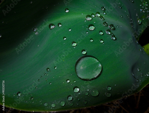 Droplets on Leaves
