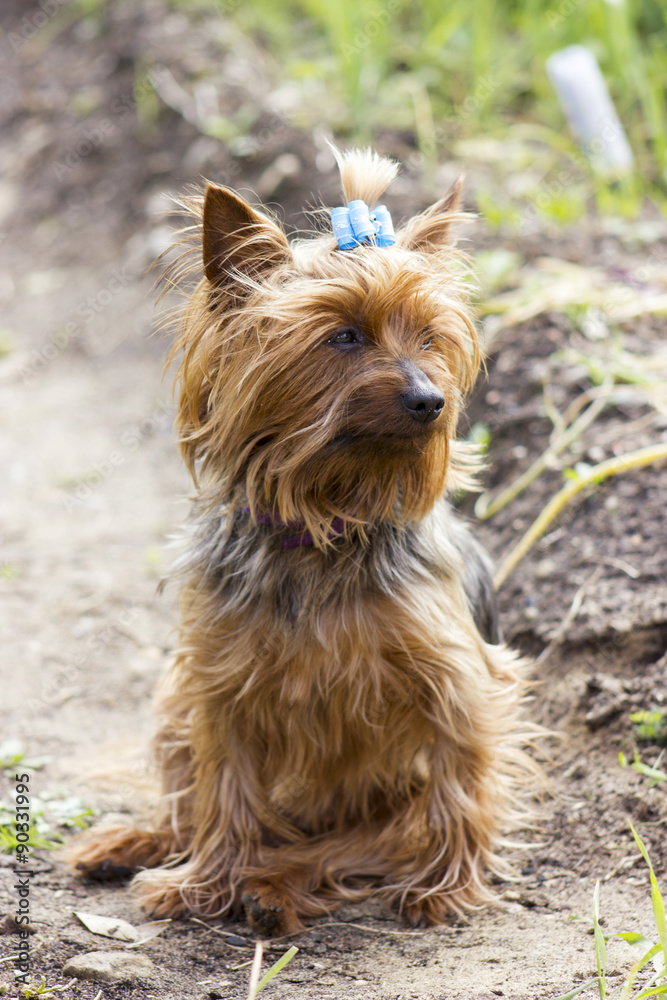 Yorkshire terrier on a walking