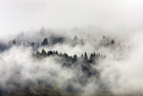 Mysterious and foggy forest after rainy night.