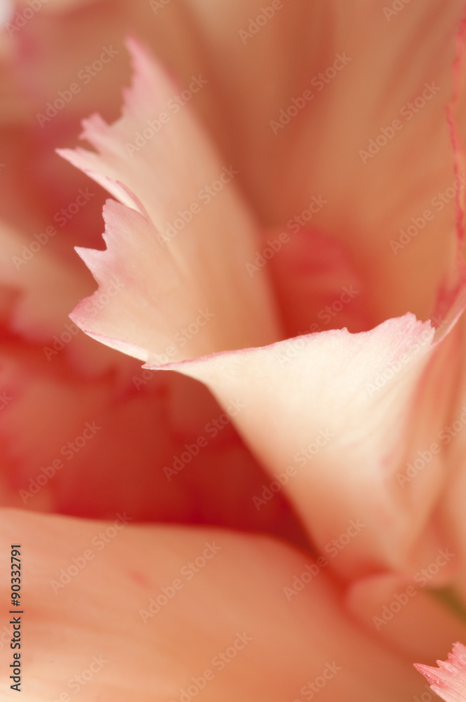 Carnation flower fragment macro