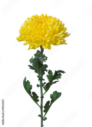 yellow chrysanthemum
