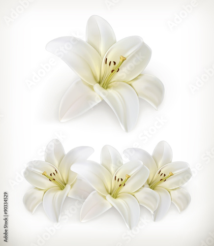 Fototapeta Naklejka Na Ścianę i Meble -  White lily, vector icons