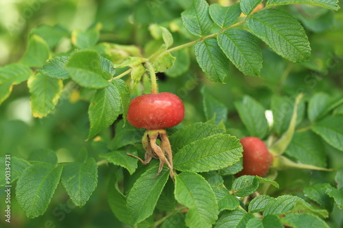 rosehip fruit in the garden