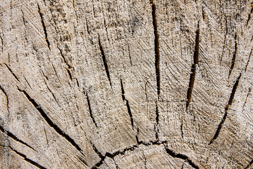 Dry tree section texture.