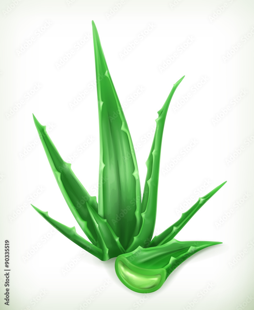 Obraz premium Aloe, vector icon