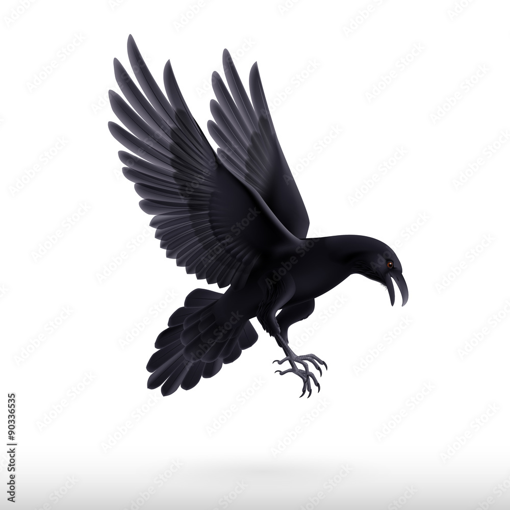Fototapeta premium Black raven on white background