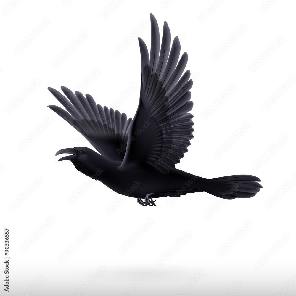 Obraz premium Black raven on white background