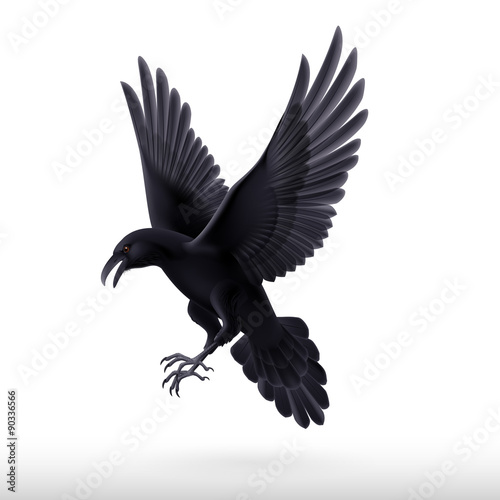 Black raven on white background