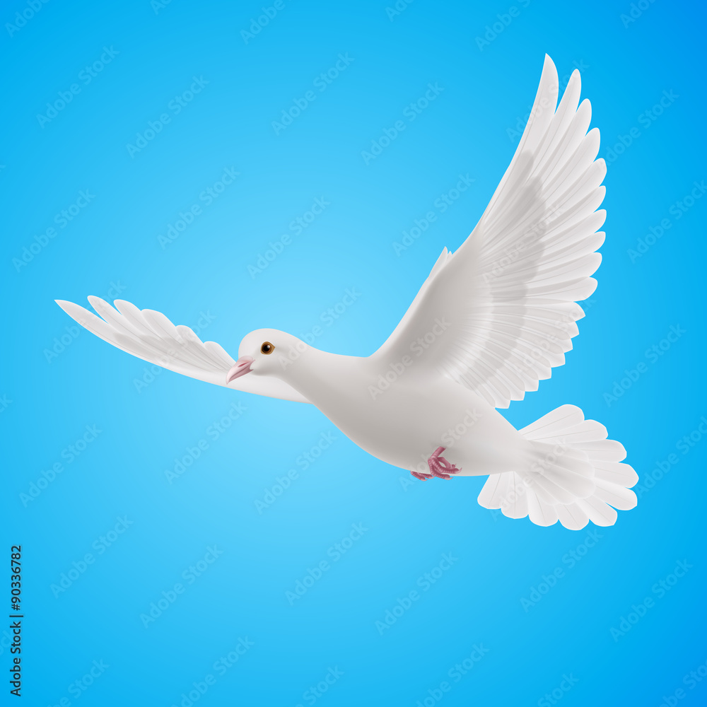 Obraz premium White dove