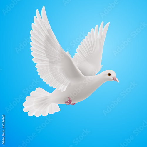 White dove © Dvarg
