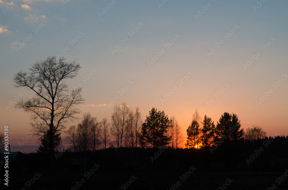 Fototapeta premium The contours of trees in the backlight. Russian nature