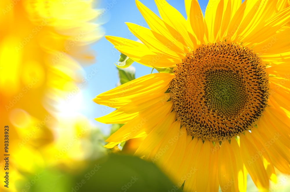 Yellow sunflower in bright sun on a field of sunflowers. Yellow sunflower in bright sun on a field of sunflowers.