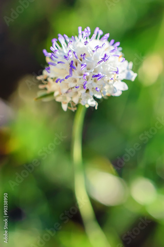 Close-up view of blossoming plant in the form of a sphere  selective focus on violet stamens.