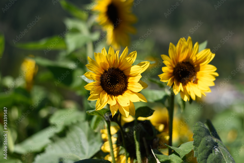 Obraz premium girasole girasoli petali fiore giallo 