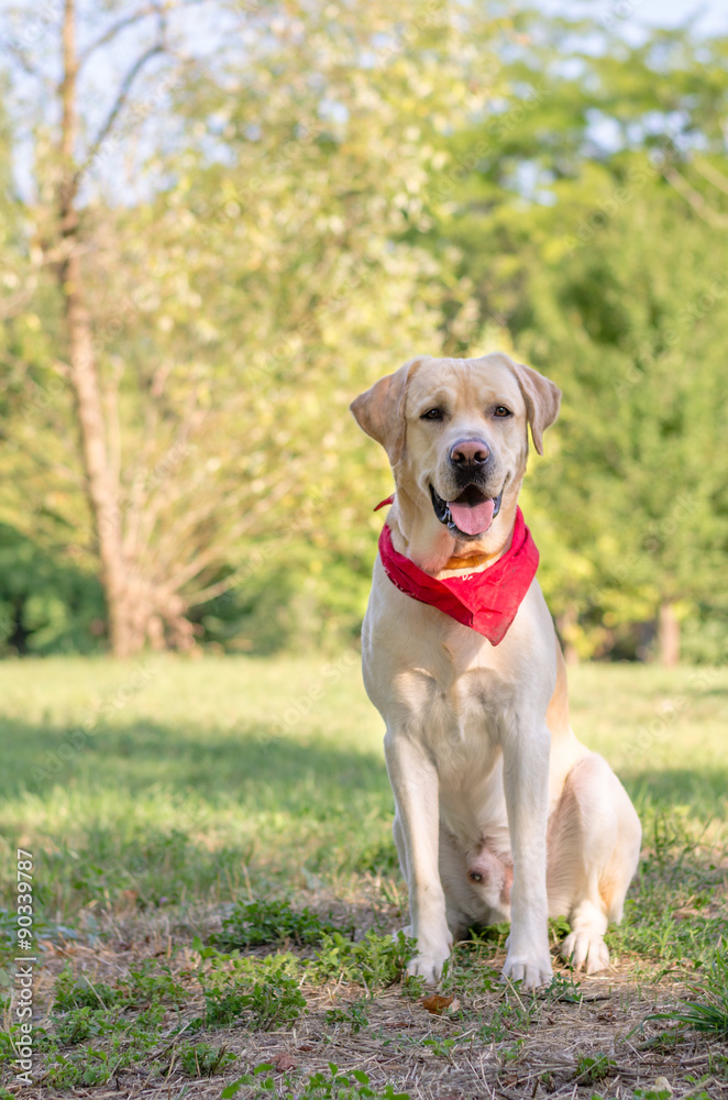A Labrador Retriever in the park
