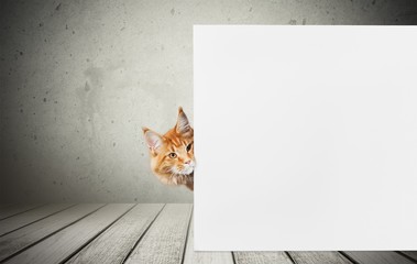 Cat.