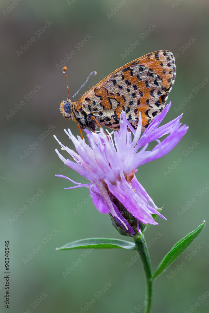 Obraz premium Melitaea didyma