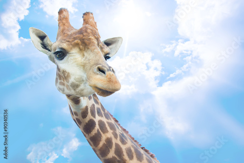Canvas Print head of nice giraffe against sky