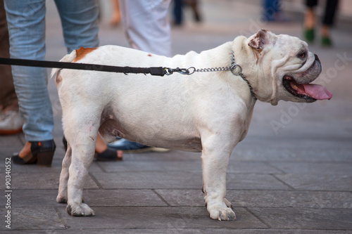 English Bulldog photo