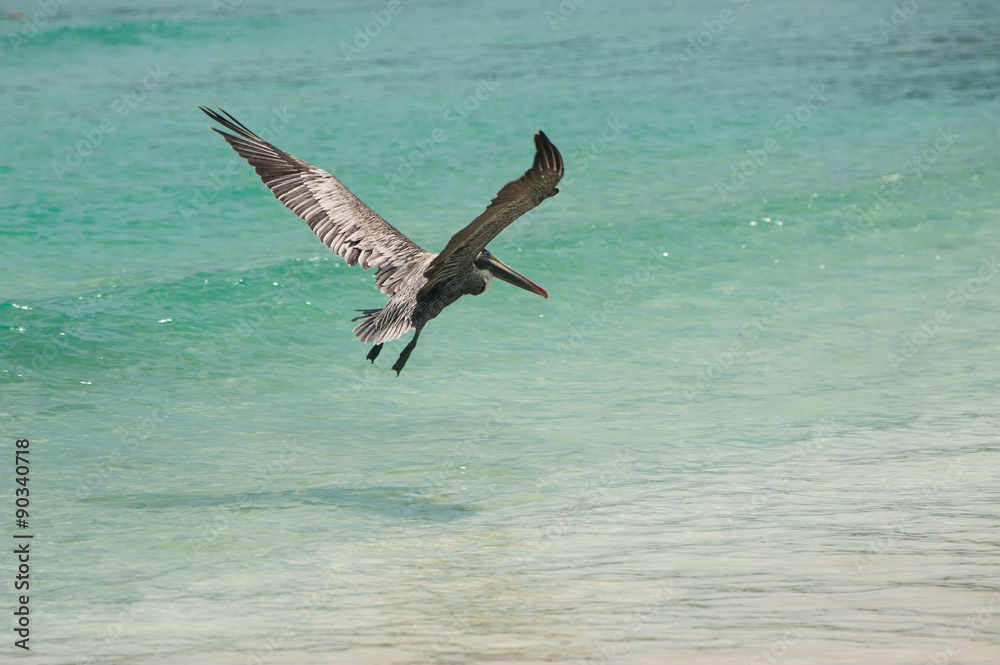 Naklejka premium Pelican flying away