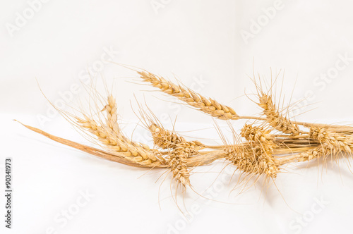 Isolated ears of wheat on a white background