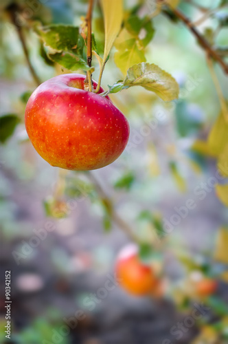 Red apples on apple tree branch.