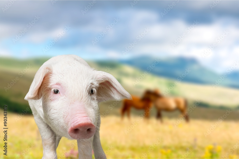 Obraz premium Pig.