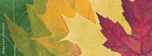 colored autumn leaves photo