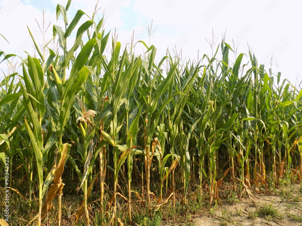 Obraz premium Corn field