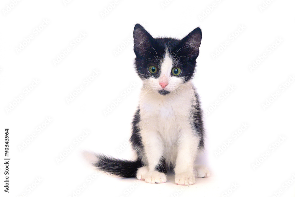 Isolated black and white kitten, cat