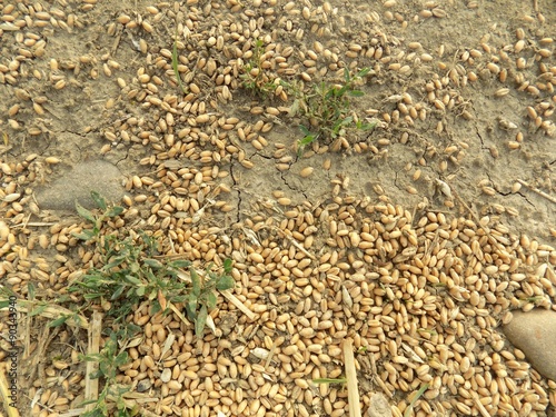 Wheat grain on field