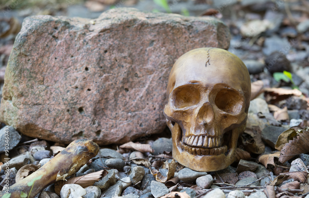 Human Skull remains