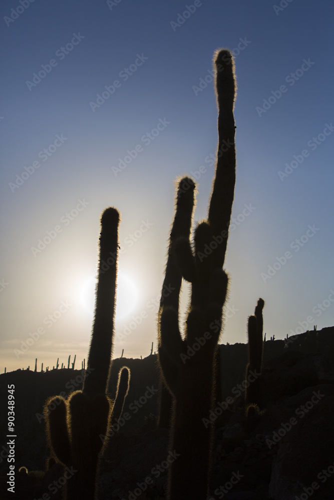 Huge cactus and the Salar of Uyuni with blue sky, Bolivia