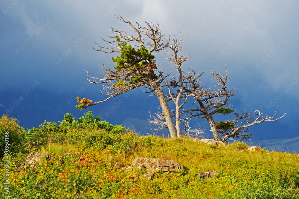 Storm light on windswept trees in Glacier National Park. Storm light on windswept trees in Glacier National Park.