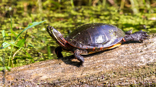 Midland Painted Turtle (Chrysemys picta marginata) Basking on a Log Surrounded by Lily Pads in Michigan.