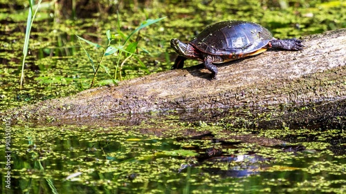 Midland Painted Turtle (Chrysemys picta marginata) Basking on a Log Surrounded by Lily Pads in Michigan.