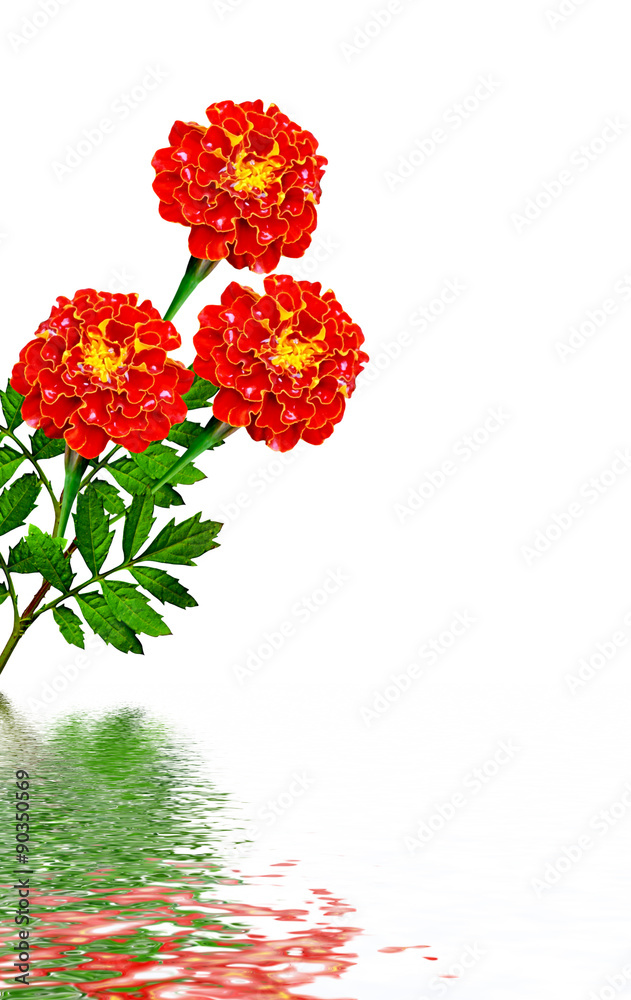 Fototapeta premium Marigold flowers isolated on white background